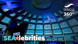 Underwater Dome 360°  Relax with SEAlebrities [upl. by Silyhp485]