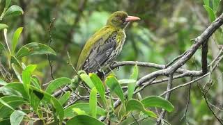 Olivebacked Oriole 19 [upl. by Morville]