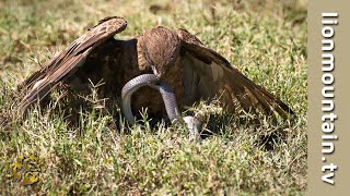 Brown Snake Eagle vs Forest Cobra  WILDLIFE CLASSICS [upl. by Eissehc]