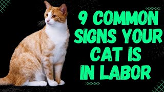 How to Know When Your Cat is in Labor The TellTail Signs [upl. by Nida295]