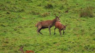 Brame du cerf en Pays dAspet N°5 le 30 septembre 2017 [upl. by Assyli425]