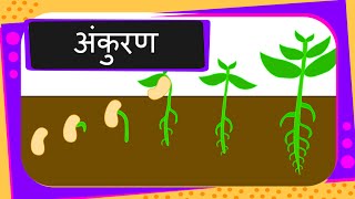 Science  Germination Of Seed  Hindi [upl. by Bouzoun]