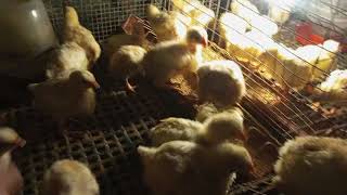 DAY 11 BROILER CHICKS UPDATE  CABS UPDATE [upl. by Aimil]