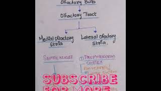 OLFACTORY PATHWAY  SENSE OF SMELL PHYSIOLOGY MEDIAN AND LATERAL OLFACTORY STRIA  Notes [upl. by Moclam]