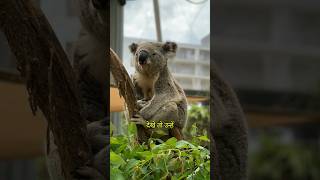 Koalas Have Unique Fingerprints Like Humans shorts viralvideo viralshorts [upl. by Waldo46]