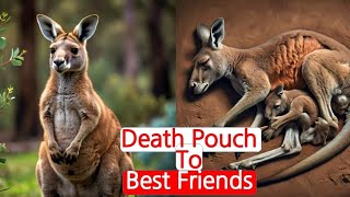 From DeathBed To BestFriends A Family TRANSFORMED Kangaroo To a Loyal Friend stories shorts joey [upl. by Arianne]