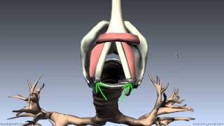 Larynx  Ligaments Membranes Vocal Cords  3D Anatomy Tutorial [upl. by Schuyler467]