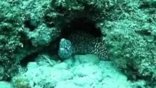 Shore Diving In Cozumel Mexico [upl. by Anglo767]