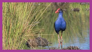 Purple Swamphen Feeding in Wetlands [upl. by Avin]