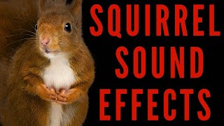 WHAT DOES A SQUIRREL SOUND LIKE  Squirrel Sound Effects  maktubytv [upl. by Dinin]