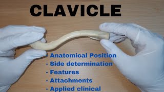 Clavicle Bone Demonstration  Anatomical Position  Attachments  Applied [upl. by Washington]