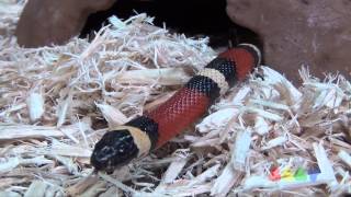 푸에블란 밀크 스네이크  Pueblan Milk Snake [upl. by Esinahs285]