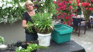 How to Make a Hanging Basket in a Cone Style Planter New Style [upl. by Rosemaria]