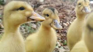 Silver Appleyard ducklings 1 week Old Outside [upl. by Narmak197]