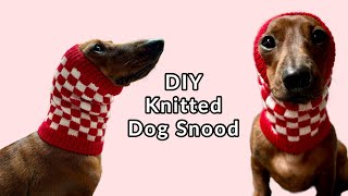 Lets knit a dog snood for my mini dachshund [upl. by Inness840]