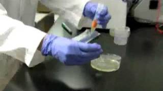 Bacterial Spread Sterile Spreader Method [upl. by Yentruocal]