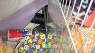 Escape Proofing my Ferret Nation Cage and Play Pen set up [upl. by Llerrot]