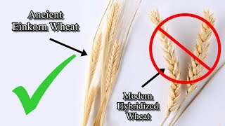 Modern hybridized wheat  Stay away from it [upl. by Alimaj]