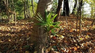 Invasive plant species – Chinese windmill palm 𝘛𝘳𝘢𝘤𝘩𝘺𝘤𝘢𝘳𝘱𝘶𝘴 𝘧𝘰𝘳𝘵𝘶𝘯𝘦𝘪 [upl. by Aneerak]