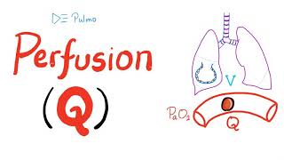 Lung Perfusion Q  Pulmonary Medicine  Physiology [upl. by Suraved]