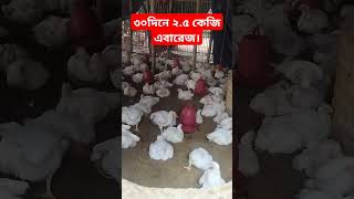 বয়লার মুরগির বাচ্চা পালন পদ্ধতি।poultry chicken farming poultryfarming pets animals [upl. by Annah]