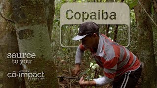 Copaiba Oil Behind the Scenes Sourcing of Copaiba Essential Oil [upl. by Orfinger]