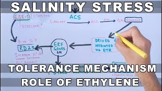 Salinity Stress  Tolerance Mechanism by Ethylene [upl. by Reggis]