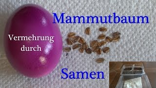 Mammutbäume durch Samen vermehren [upl. by Annahtur118]