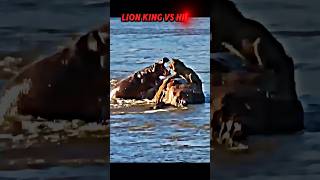 Lion vs hippo trending animals wildlife hippo lion shorts lionking shortvideo [upl. by Tnilk]