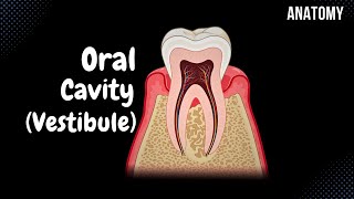 Oral Vestibule Lips Cheeks Teeth Gums  Oral Cavity Anatomy [upl. by Arahc]