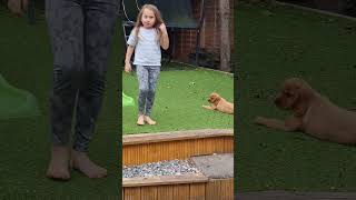 Adorable Cocker Spaniel Puppy  Barking For First Time shorts [upl. by Bradley]