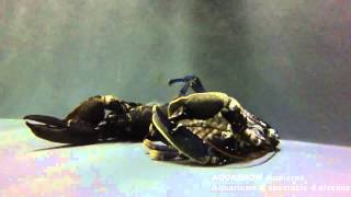 La mue du homard  Lobster molting [upl. by Otilopih365]