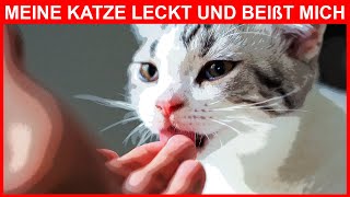 Lecken dann beißen Was bedeutet es wenn Ihre Katze dies tut [upl. by Stauffer396]