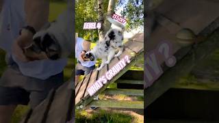 Aussie Puppy Agility Training 🎢 puppy agility dogtraining [upl. by Sonnie]