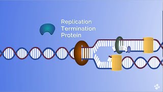 Molecular motors race during DNA replication [upl. by Omarr]