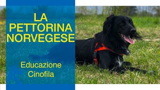 La pettorina Norvegese [upl. by Handy]