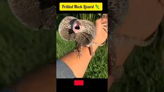 Frilled Neck Lizard 🦎allah facts shortsfeed shortviral animals amazingfacts [upl. by Pitzer]