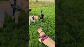 Uffer turns up to play 😂 bullmastiff labradorretriever dogs friends germanshepherd [upl. by Ahsienet]