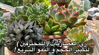 رى العصاريات  للمحترفين  لتكبير حجمها و سرعة نموها How growers water succulents for fast growing [upl. by Nhguavahs]