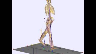 Musculoskeletal modelling of gait in a treadmill [upl. by Airt118]