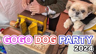 犬イベント GOGO DOG PARTY2024に行ってきました チワワ×シーズー [upl. by Hephzibah]