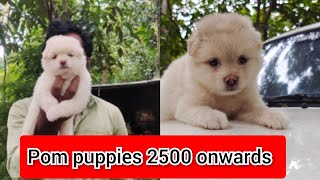 Pom puppies available  Price 2500 onwards  cont 7904731861  Transportation available poms pomni [upl. by Wolliw]