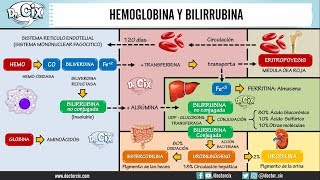 METABOLISMO DE LA HEMOGLOBINA Y BILIRRUBINA  Morfofisiología [upl. by Lennahc]