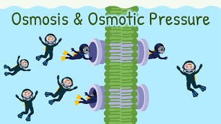 Osmosis of Water amp Osmotic Pressure  Diffusion of Water [upl. by Nnovahs]