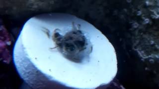 Zoanthid meltdown Tap water dip warning [upl. by Devad]