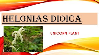 HELONIAS  MEDICINE DESCRIPTION MATERIAMEDICA HOMOEOPATHY [upl. by Aissert12]