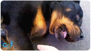 Ticklish Rottweiler [upl. by Alyehs]