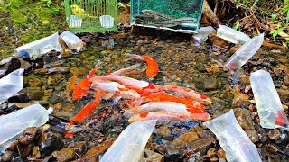 Looking for colorful betta fish ornamental fish toman fish catfish koi fish lobsters iguanas [upl. by Frederick]