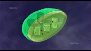 what is chloroplast and chlorophyll II chloroplast structure and function II chloroplast organelle [upl. by Hungarian]