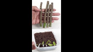 How to root Fig cuttings in Coco Coir  Rooting cuttings to propagate FIG tree the easy wayShorts [upl. by Namien]